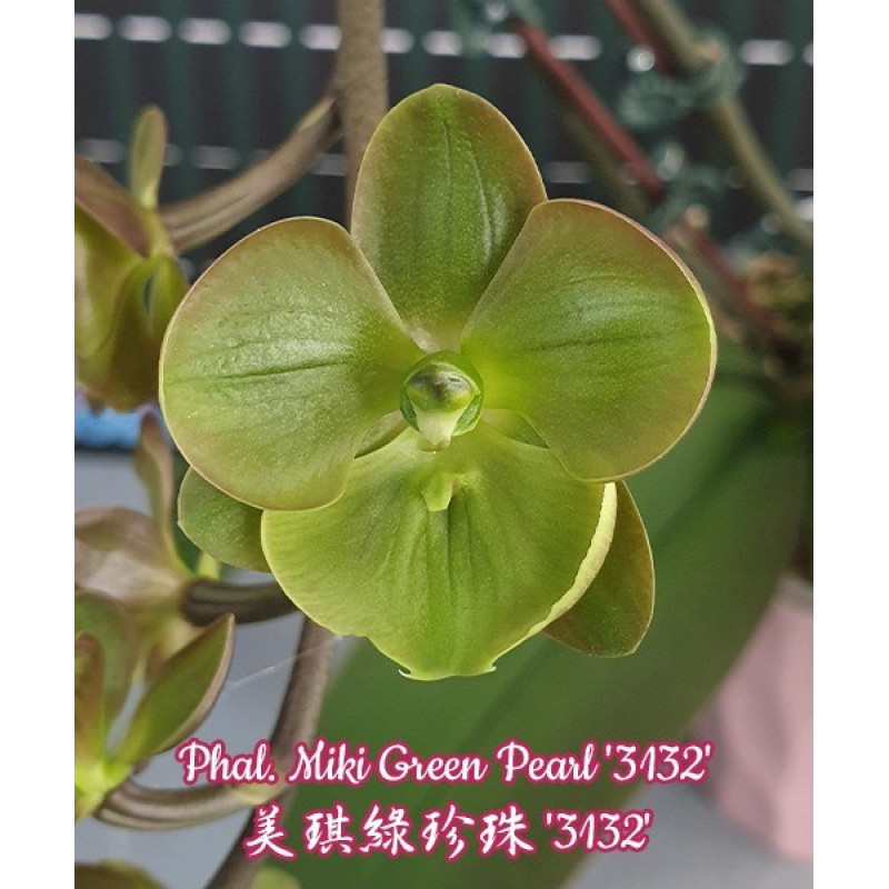 Орхидея Phal. Miki Green Pearl 3132 big lip - купить, доставка Украина
